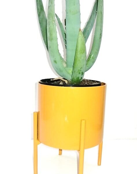 Round Pot Plant